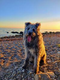 Dog standing on a rocky beach with a beautiful sunset in the background 