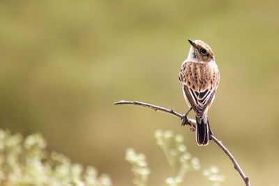 Close-up of bird perching on branch