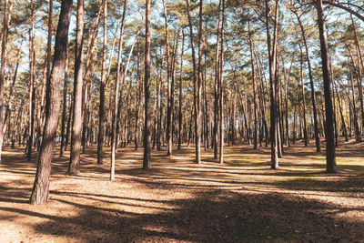 View of trees in forest