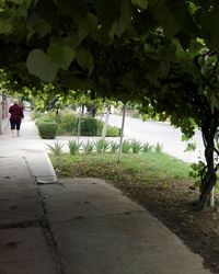 Rear view of man walking in park