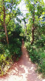 Dirt road amidst trees