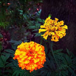 Close-up of marigold blooming outdoors