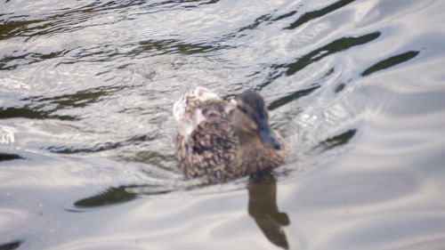 High angle view of duck swimming in sea
