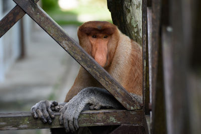Portrait of monkey sitting by wood