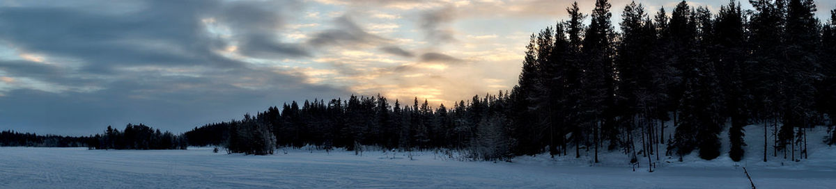 Trees in forest against sky during winter