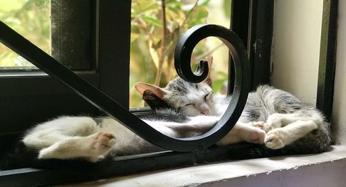 Cat sitting on window sill at home