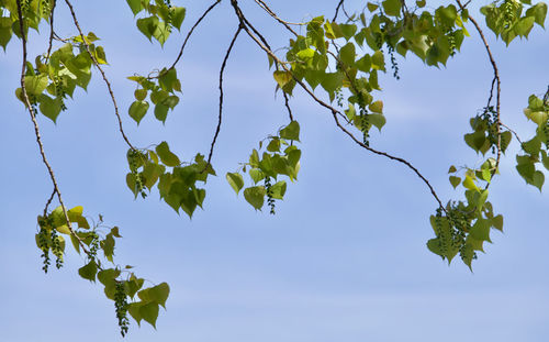 Low angle view of tree against sky