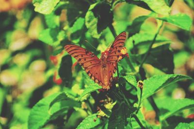 Close-up of butterfly on leaf