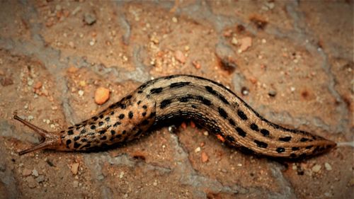 Close-up of lizard on rock