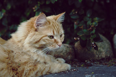 Close-up of a cat looking away