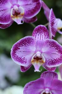 Close-up of pink orchids