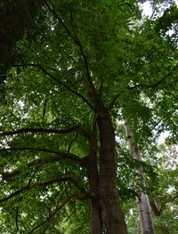 Low angle view of trees in forest