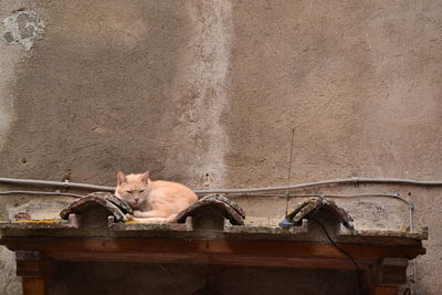 Cats on wall