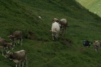 Sheep grazing in a field