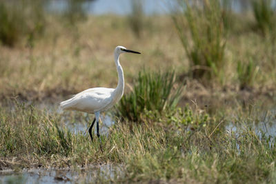 Gray heron on field