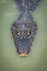 High angle view of caiman in pond