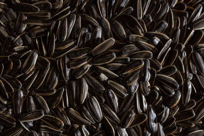 sunflower seed