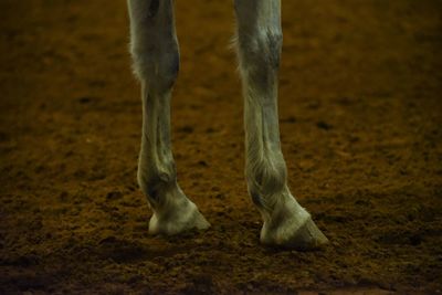 Low section of horse on field