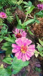 Close-up of pink flowers