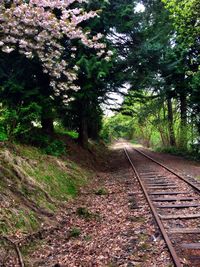 Railroad track in forest