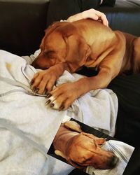 Dog sleeping on bed