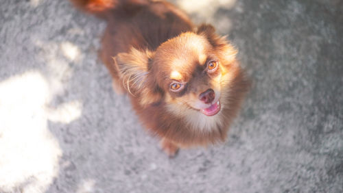 High angle portrait of dog looking at camera