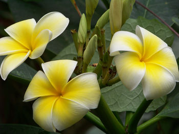 Close-up of yellow flower