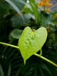 Close-up of fresh green leaf