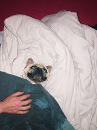 Midsection of woman with dog on bed at home