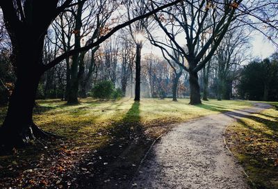 Road amidst trees in forest