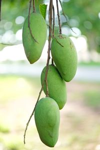 Close-up of fruits growing on tree