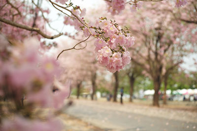 Close-up of cherry blossom