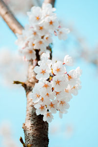 Close-up of white flowers blooming on tree against sky