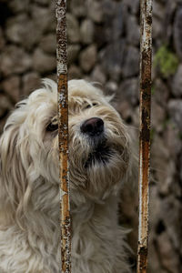 Close-up of dog on field