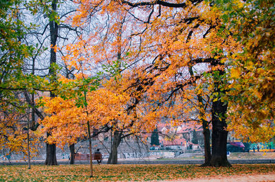 Trees in park during autumn