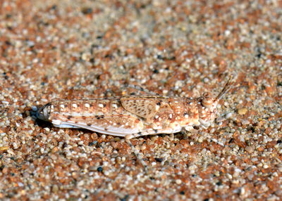 Close-up of grasshopper on sand
