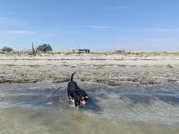 Black bird on a beach