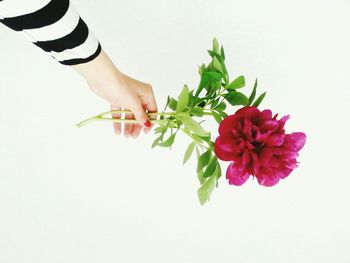 Close-up of hand holding flower over white background