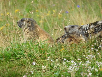 Marmot in field