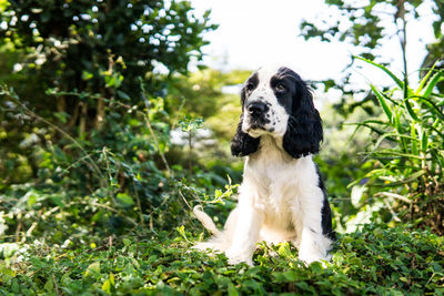 View of dog on field