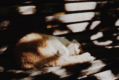 Close-up of cat sleeping