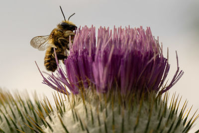 Close-up of bee pollinating flower