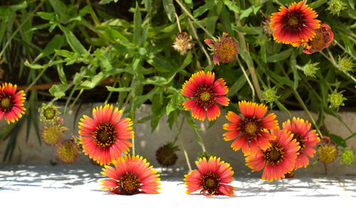 Close-up of red flowers