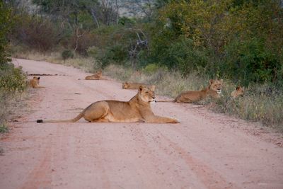 Pride of lions lying on the road of kruger