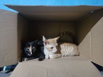Two yellow and black kittens in a cardboard