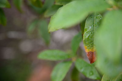 Close-up of fresh green plant