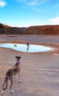 Greyhounds running in freedom