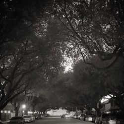 Trees against sky