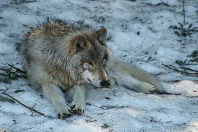 Wolf in a snow