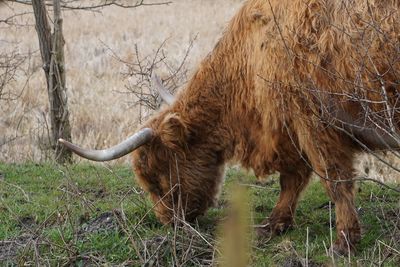 Side view of highland cattle grazing on field